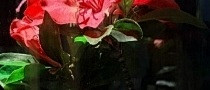 玫瑰花