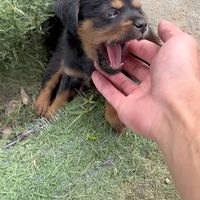 看到小奶狗怎么能忍住不出手