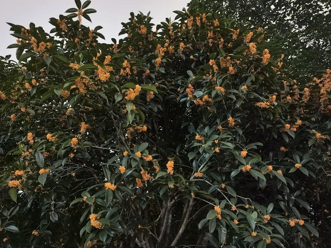 十来个品牌一个月里全在卖桂花:有的杯里真有桂花,有的只有