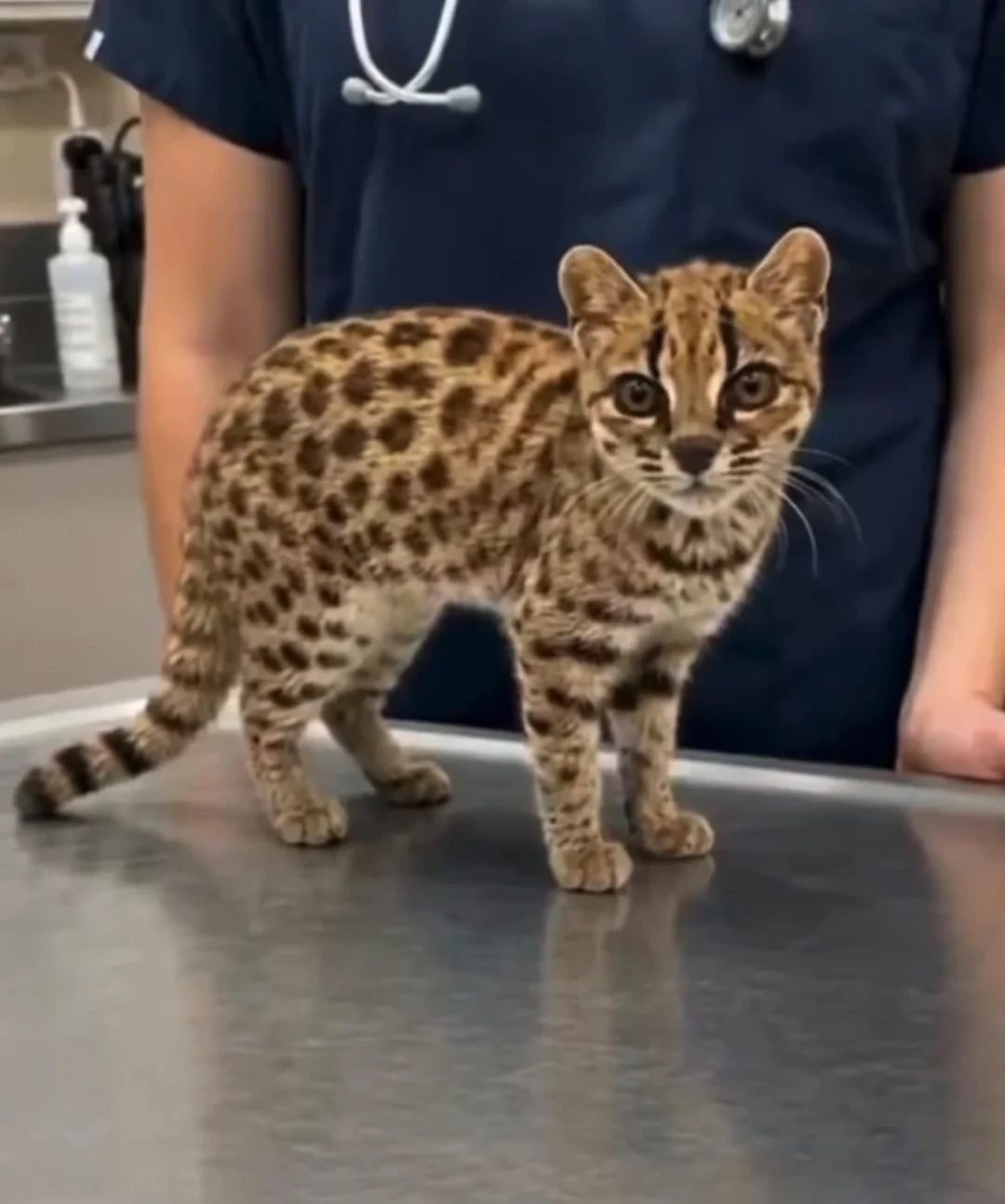 「什么时候能养?」撞上「1800保纯种豹猫」:蒂尔卡约虎猫刷屏这周,想把豹纹猫接回家,先把法、代、证、价、精力这五笔账算清