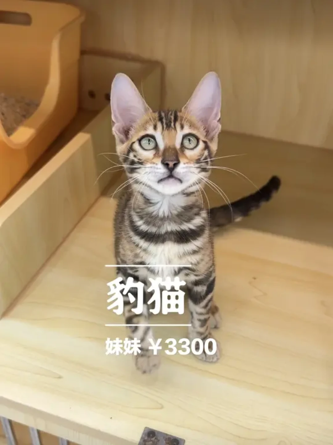 「什么时候能养?」撞上「1800保纯种豹猫」:蒂尔卡约虎猫刷屏这周,想把豹纹猫接回家,先把法、代、证、价、精力这五笔账算清