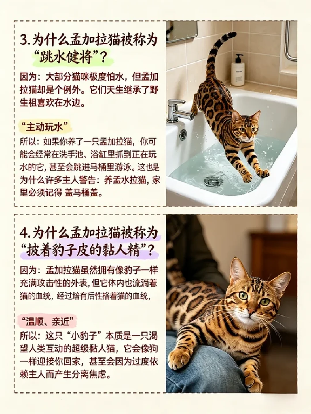 「什么时候能养?」撞上「1800保纯种豹猫」:蒂尔卡约虎猫刷屏这周,想把豹纹猫接回家,先把法、代、证、价、精力这五笔账算清