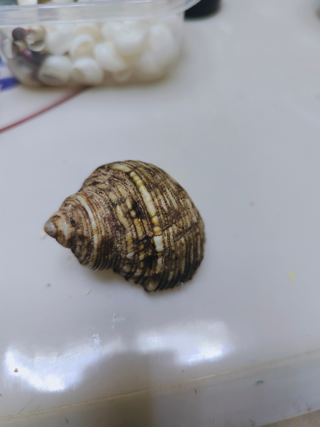 「蟹有自己的选壳审美」撞上「砸钱买壳血泪史」:秋分降温这周,接第一只寄居蟹之前,先把源、壳、水、蜕、冬这五笔账算清