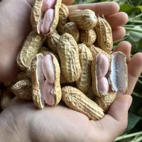 一边是期货7780刷新低、洛阳地头10斤26块，一边是商超40一斤还夹坏果：我把2026新花生的两波下田日历、4层价盘和新老、筛号、囤放三笔账拼了一遍——距中秋2天+国庆倒计时8天，这盘下酒菜进锅前，先弄清你买的是春米还是麦茬米
