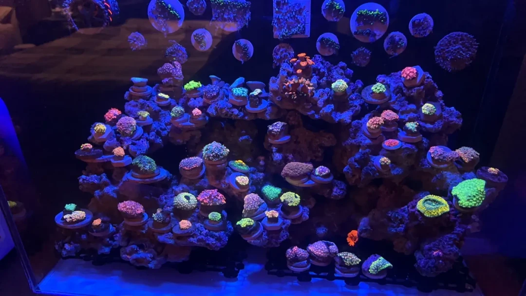 全网都在说599的智能缸能直接