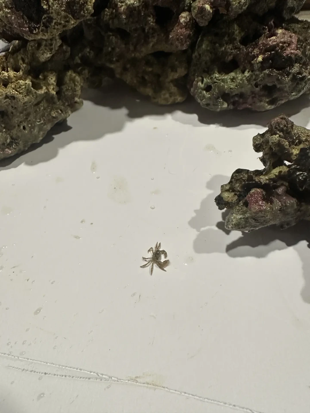 全网都在说599的智能缸能直接