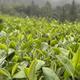 秋分刚过煮茶季开场，「十年老寿眉」突然变多了：我把9月23日两条同日避坑帖、外黑内绿的铁证、压饼只有二十多年历史的时间线和99元老饼的对不上账摆齐，理清做旧的3条路数、2种容易被误伤的茶和开炉前4类人的动作