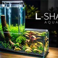 构图与成景维护 | 水族造景9.24日报