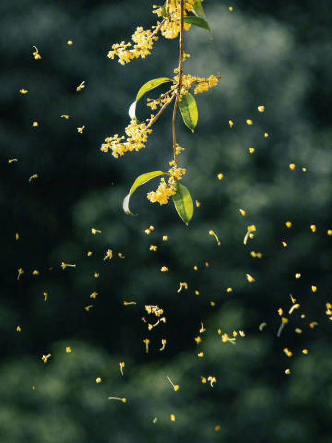 桂花季的吵架今年吵在「要不要洗」:翻完100篇桂花帖和45条翻车评论,Homebar腌蜜、熬糖、泡酒、买现成四条路线,香、苦、钱各算一遍