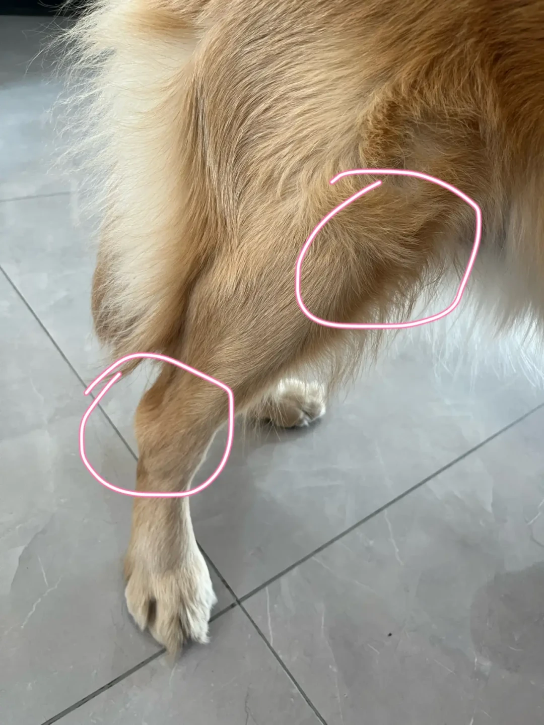 你家狗的瘸不是