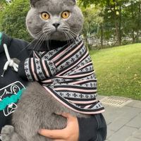 "20块没人来，110块被骂贵"：我拼完双节40多条找喂猫帖和6档真实报价，英短留守14天的账，不能只按便宜算