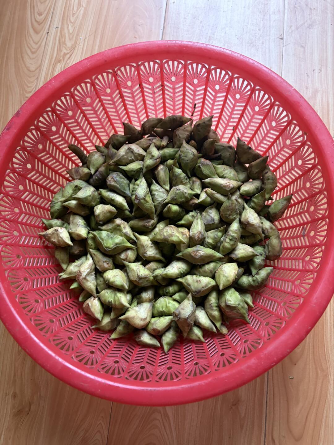 秋分菱角刚上市,中秋还有2天:先用指甲掐一下壳,分清嫩菱老菱,再决定生吃还是煮着吃