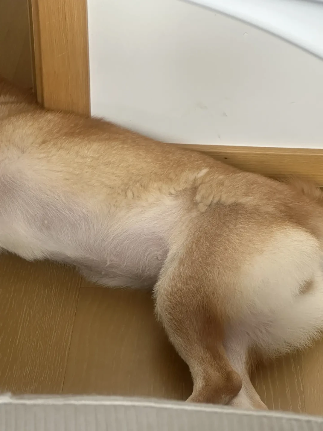 换季狗挠秃了先别排队打针:几十块的镜检账,和550元一针的止痒针账