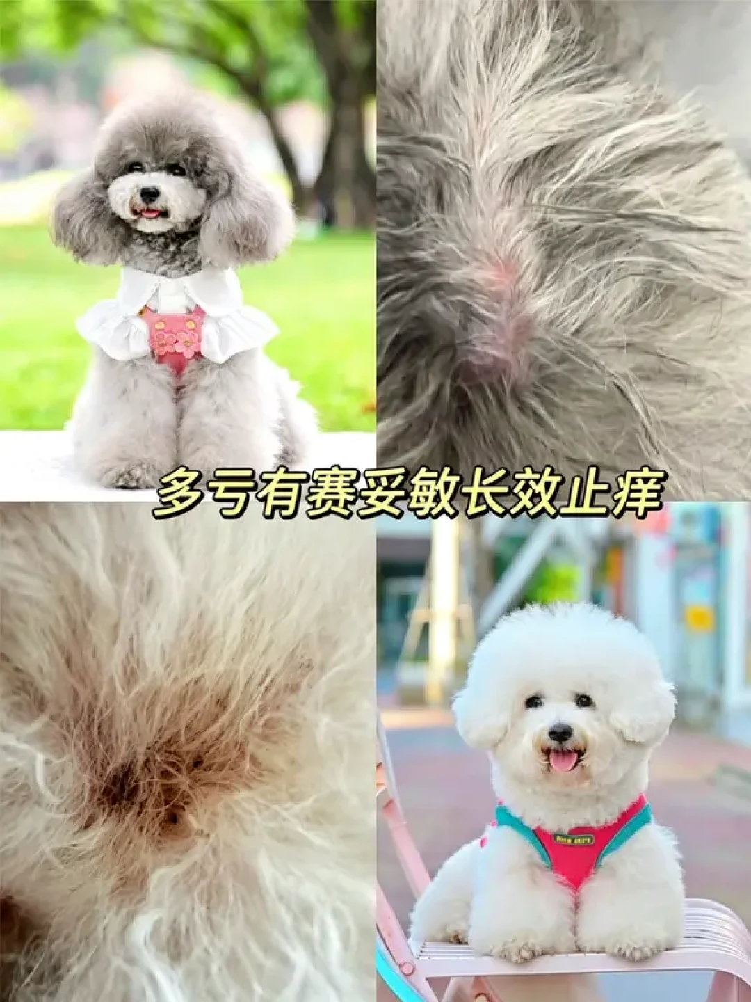 换季狗挠秃了先别排队打针:几十块的镜检账,和550元一针的止痒针账
