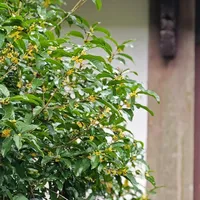 杭州桂花季开幕了，现场帖却说“基本没开”：中秋国庆去杭州赏桂，先把这份实况时间线对一遍