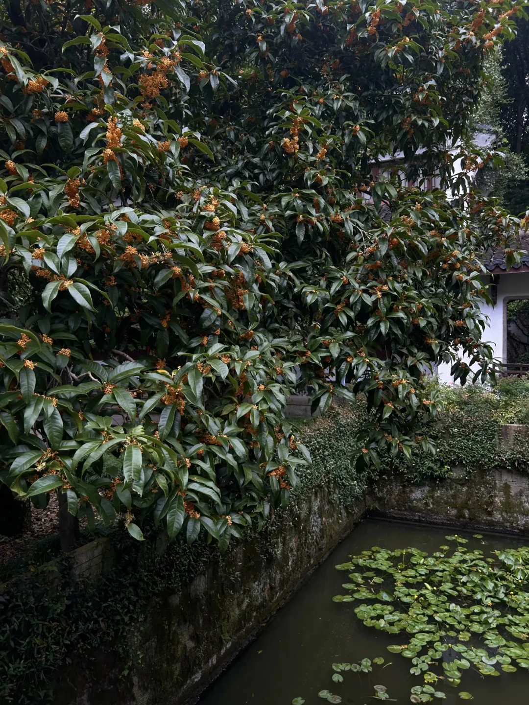杭州桂花季开幕了,现场帖却说“基本没开”:中秋国庆去杭州赏桂,先把这份实况时间线对一遍