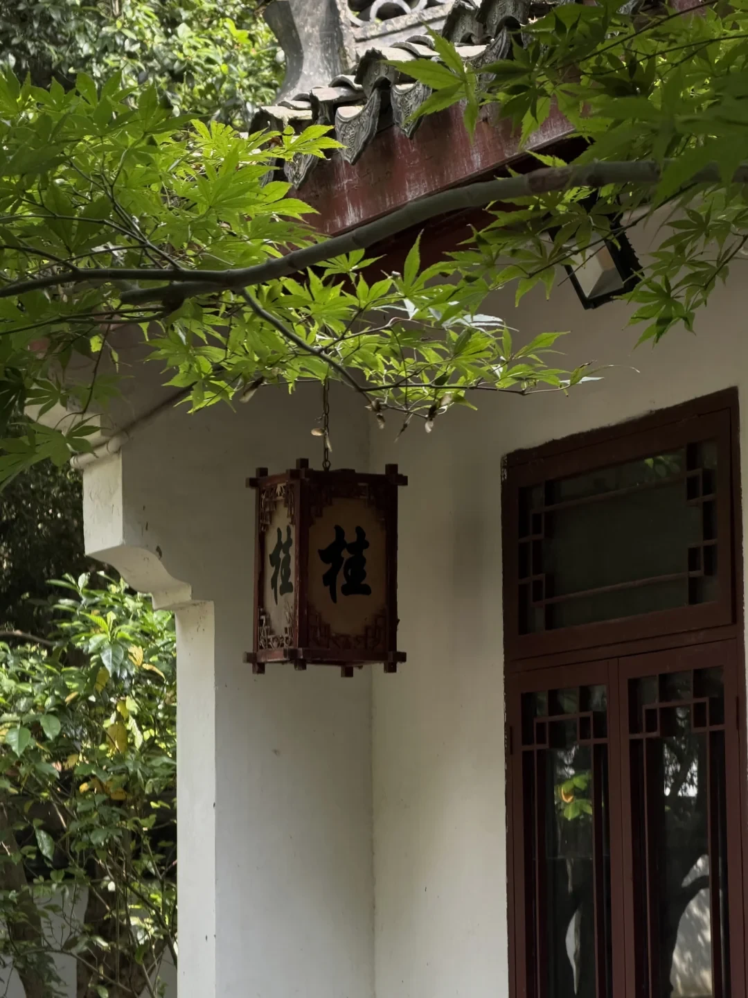 杭州桂花季开幕了,现场帖却说“基本没开”:中秋国庆去杭州赏桂,先把这份实况时间线对一遍