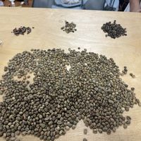 生豆130一公斤，烘完只剩八两半：咖啡豆涨价后翻完全网自烘帖，这笔账多数人一开始就算错