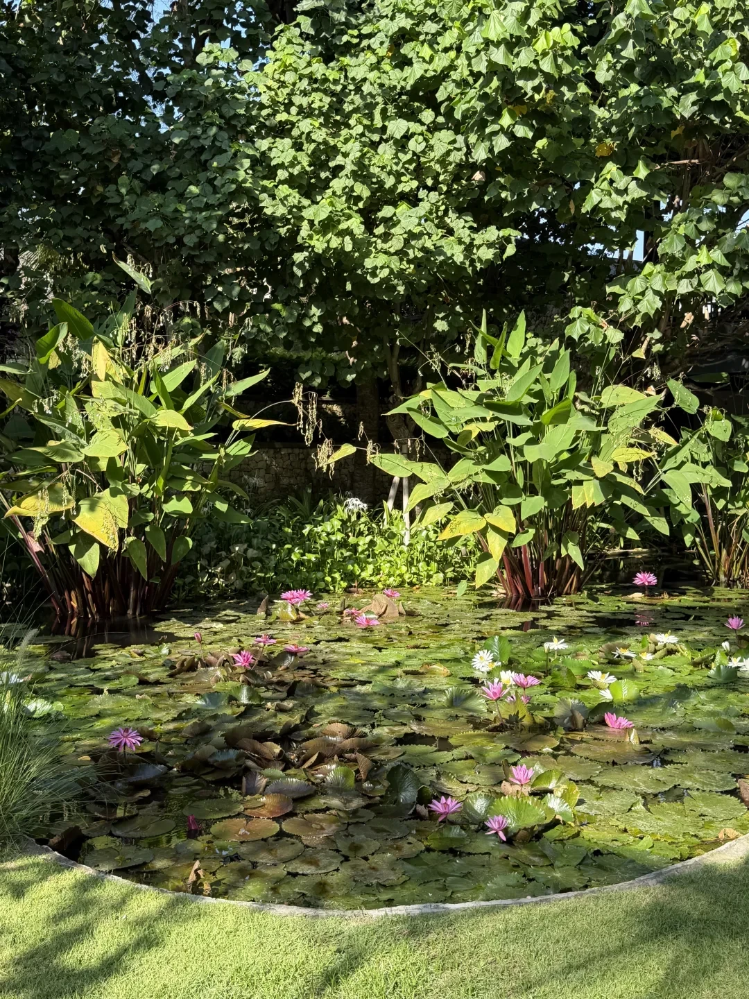 《白莲花度假村》第四季还没定档,