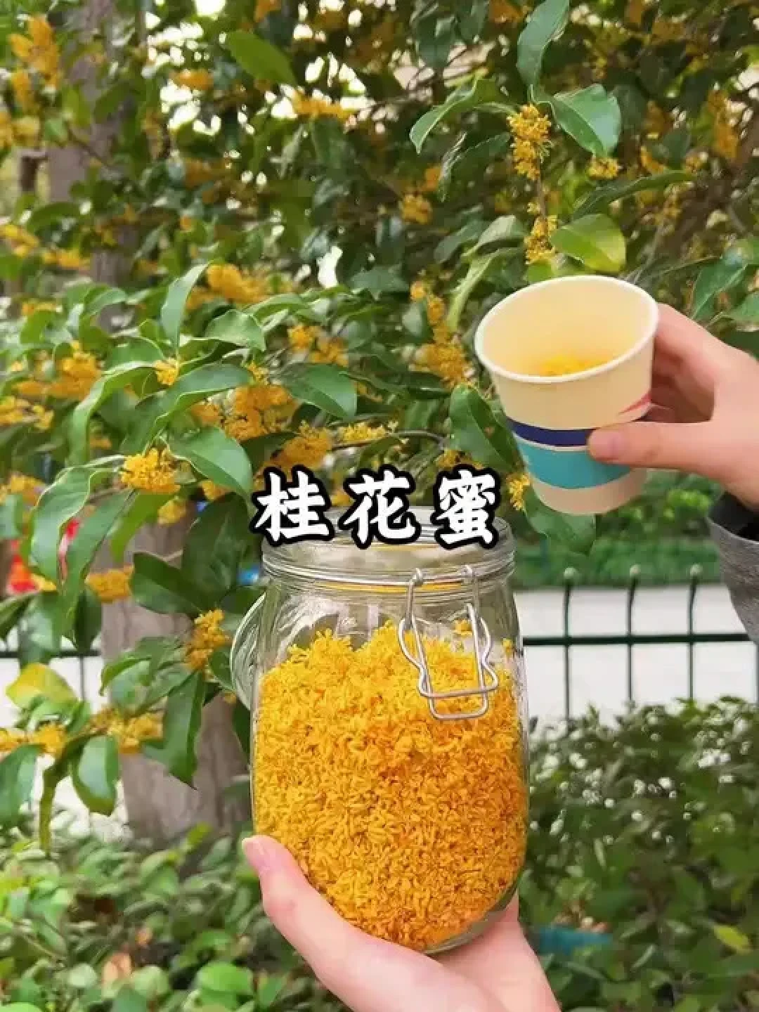 整城蹲在桂花树下等