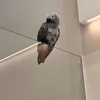 九月的"越狱"潮：我把20条飞丢和找回的帖子数了一遍，"黄金窗口"其实是两块表