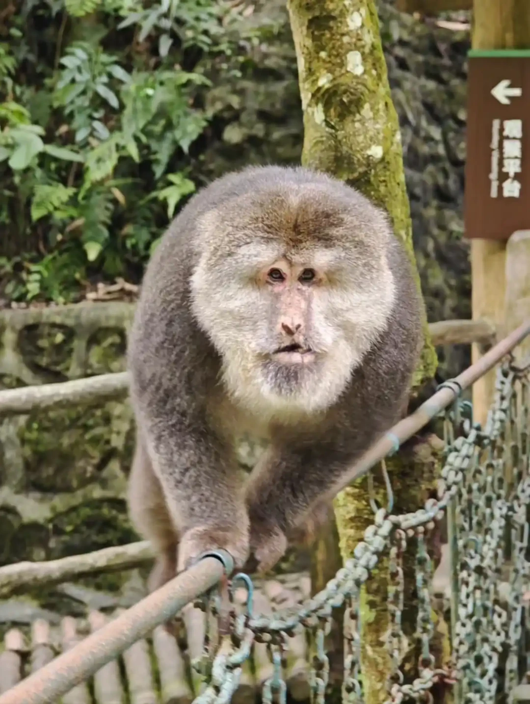 中秋国庆为郭襄上峨眉:山上的