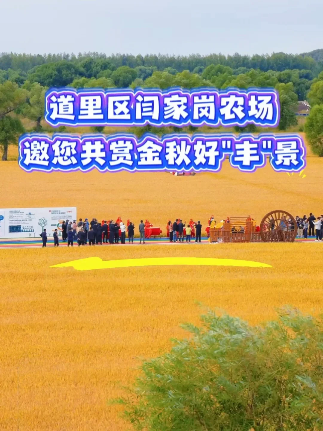 “快囤米”刷屏这周,东北新米开镰:普通米和好米的价格,正走向两个方向
