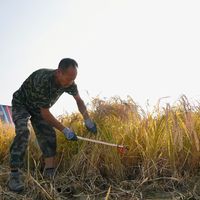 “快囤米”刷屏这周，东北新米开镰：普通米和好米的价格，正走向两个方向