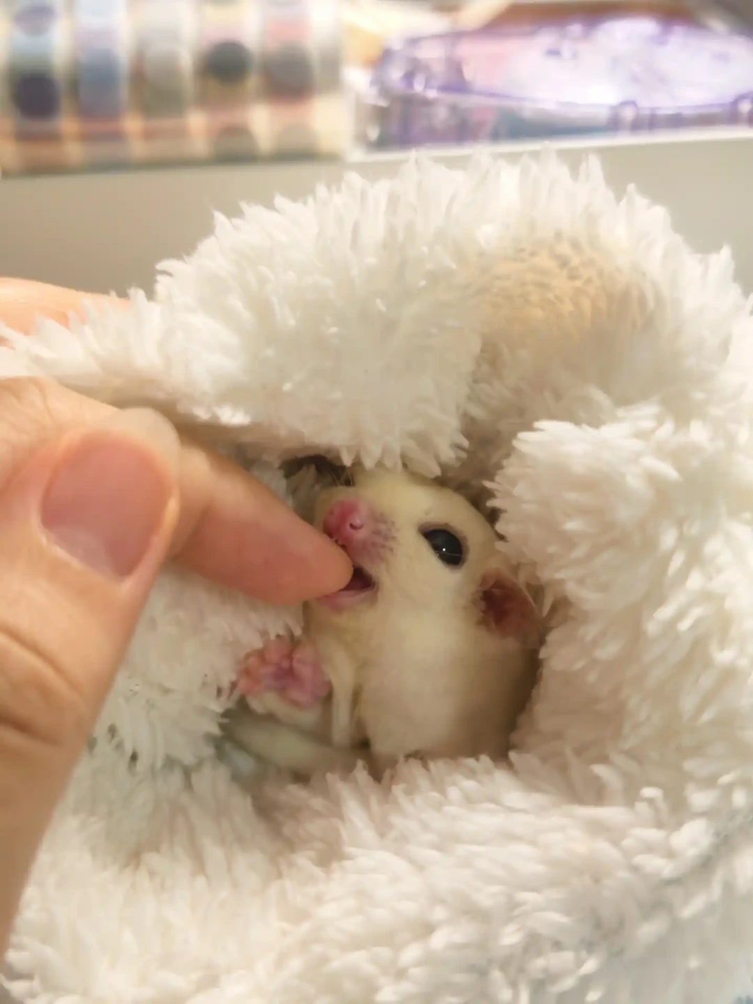 被蜜袋鼯咬出血,先别急着送人也别急着