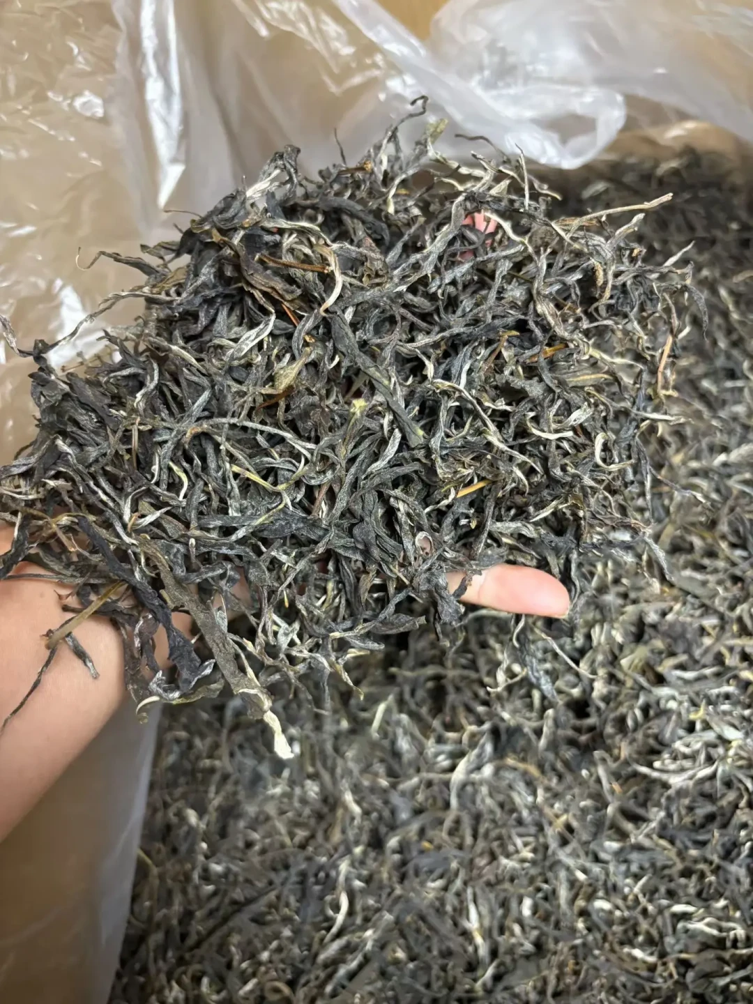 2026谷花茶下树潮来了:名山秋茶的