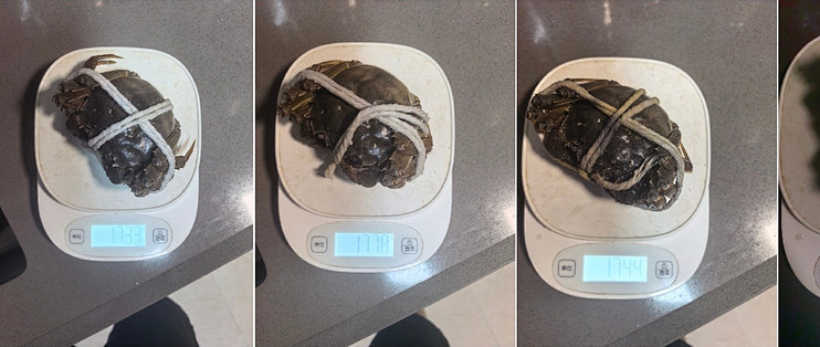 鱻谣3两母蟹完全可吃！