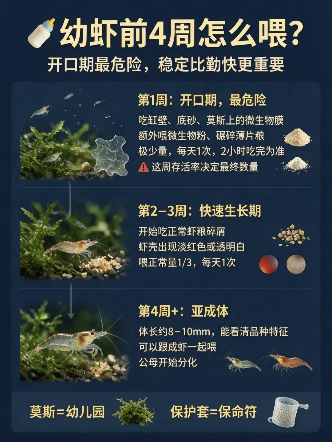 极火虾6块5二十只、黑壳虾19块9五百只:翻完全网买虾帖和上千条评论,8块的彩色虾混养半年全变黑壳,秋天想进虾先对完这四笔账