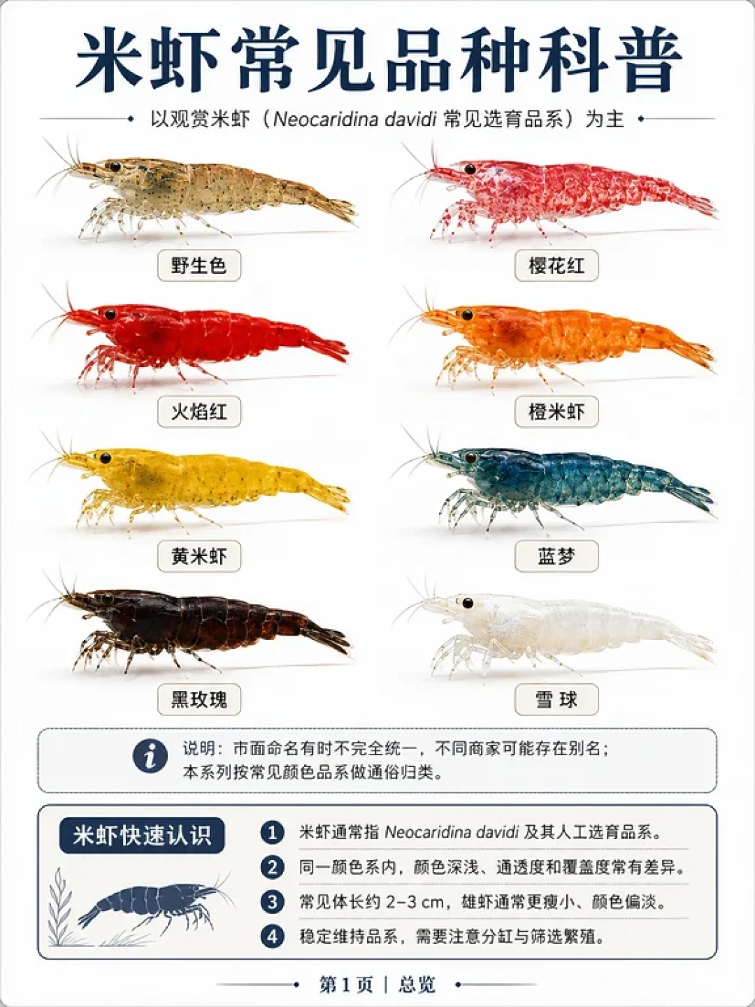 极火虾6块5二十只、黑壳虾19块9五百只:翻完全网买虾帖和上千条评论,8块的彩色虾混养半年全变黑壳,秋天想进虾先对完这四笔账