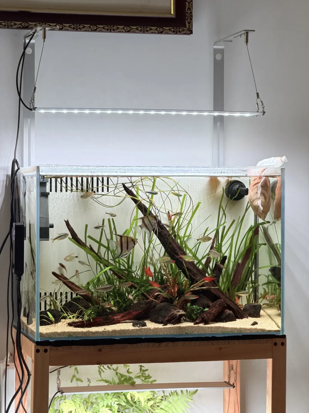 沉木把缸染成浓茶？翻完全网黄水求救帖和一篇四滤材横评：白毛多数无害，蛋白棉真会跌酸，五条路线对完再治