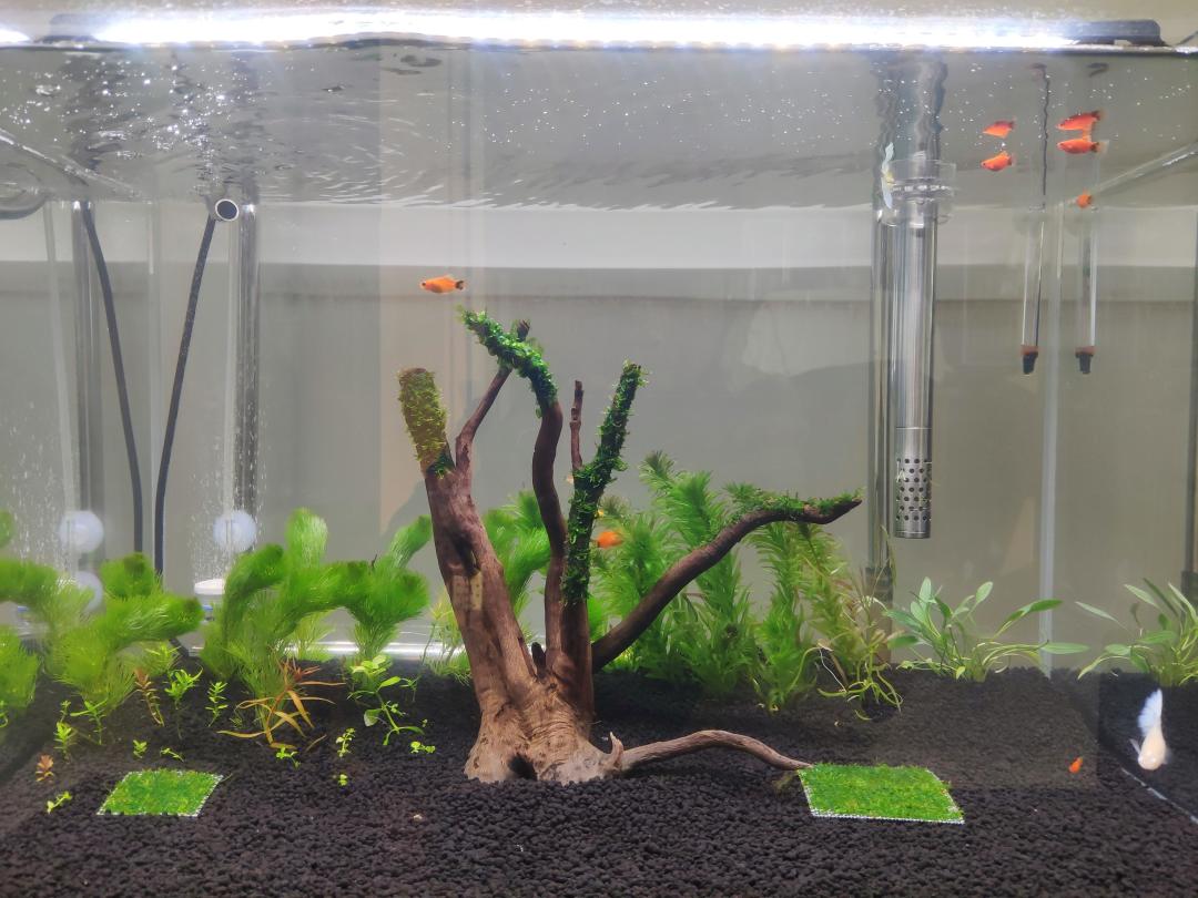 沉木把缸染成浓茶？翻完全网黄水求救帖和一篇四滤材横评：白毛多数无害，蛋白棉真会跌酸，五条路线对完再治