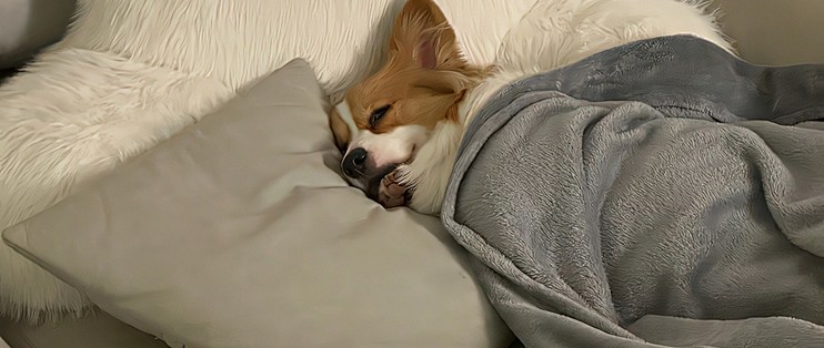 天不亮狗狗就蹲门口等我起床，原来它等了一整夜！