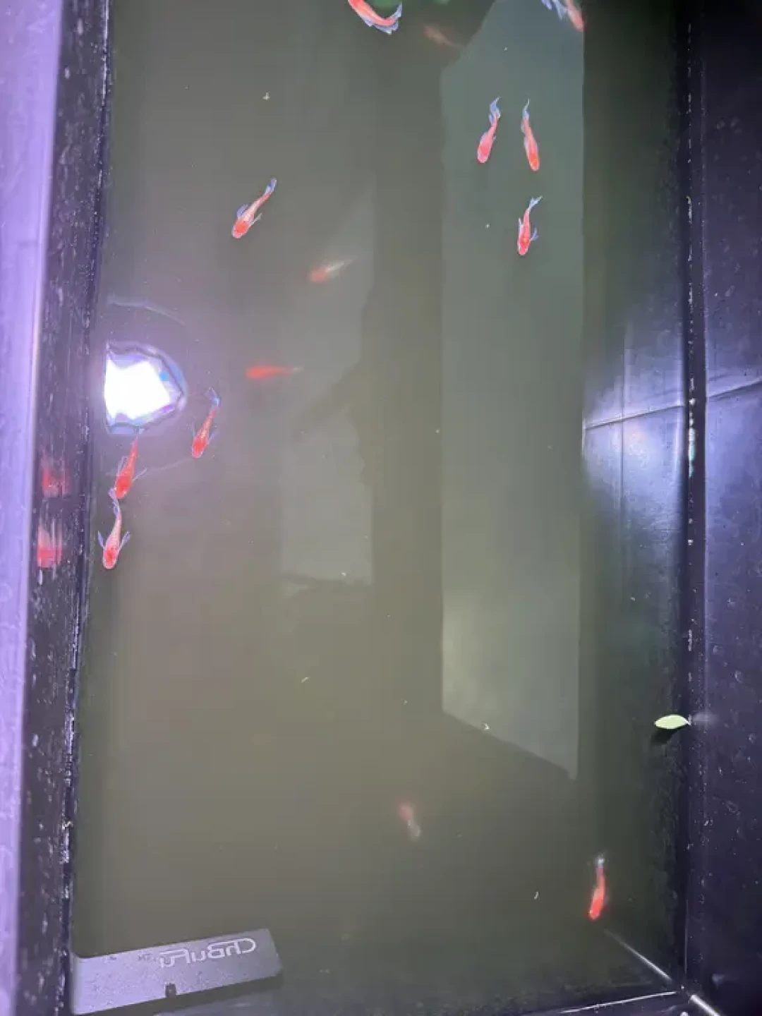 1元一条的青鳉苗、60条一组的种鱼:翻完9月清缸帖和上千条评论,下单前先算完这四本账