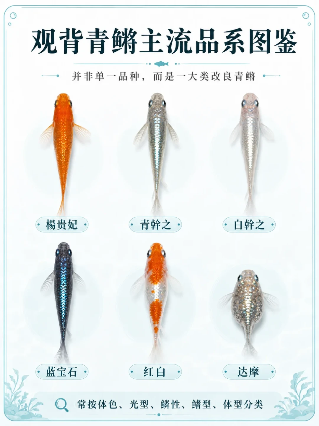 1元一条的青鳉苗、60条一组的种鱼:翻完9月清缸帖和上千条评论,下单前先算完这四本账