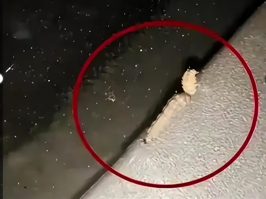 车身莫名其妙出现小圆洞!多地街头近期频现 不少车主已中招