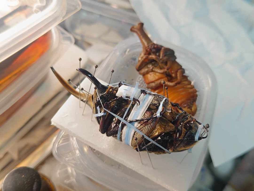 「去甲虫星球了」撞上「70元血统苗滞销」:暑假抓的独角仙集体寿终这周,跟孩子告别、开产房之前,先把告别、蛋、冬、苗、法这五笔账算清