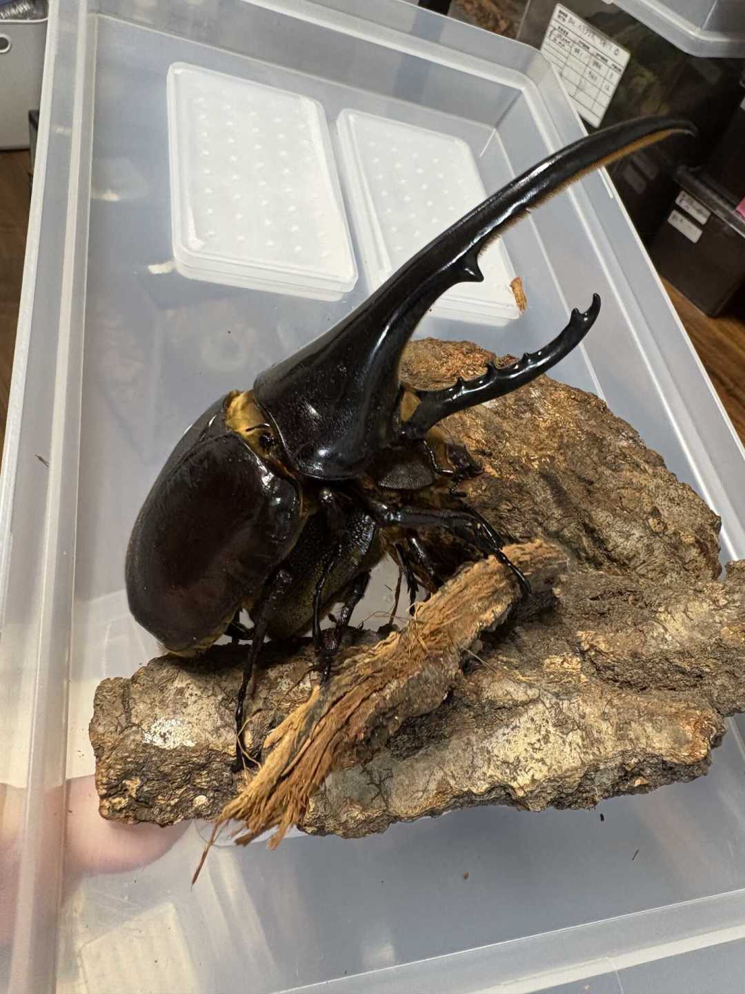 「去甲虫星球了」撞上「70元血统苗滞销」:暑假抓的独角仙集体寿终这周,跟孩子告别、开产房之前,先把告别、蛋、冬、苗、法这五笔账算清