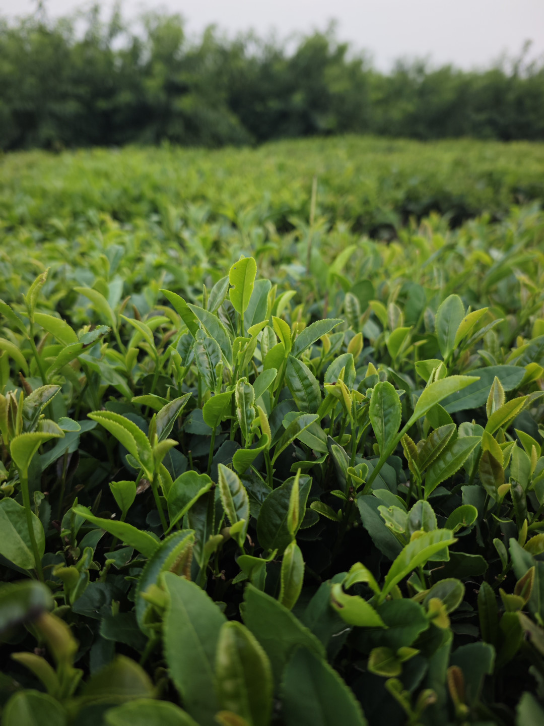 秋分第二天,日照绿茶的秋茶下山了:我把100元档的口粮账、40元/斤的成本线和16条