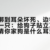 雪纳瑞绑到耳朵坏死、边牧十个月才立一只：给狗子贴立耳贴前，先看清你家狗是什么耳型