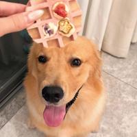 50块一只包油的金毛，是捡漏还是坑？全网真实成交价拢成四档，看懂再掏钱