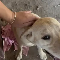 国庆接大型犬，先别急着签合同：拆完9月这15条买狗避雷帖，"保7天"是给病毒潜伏期量身设计的
