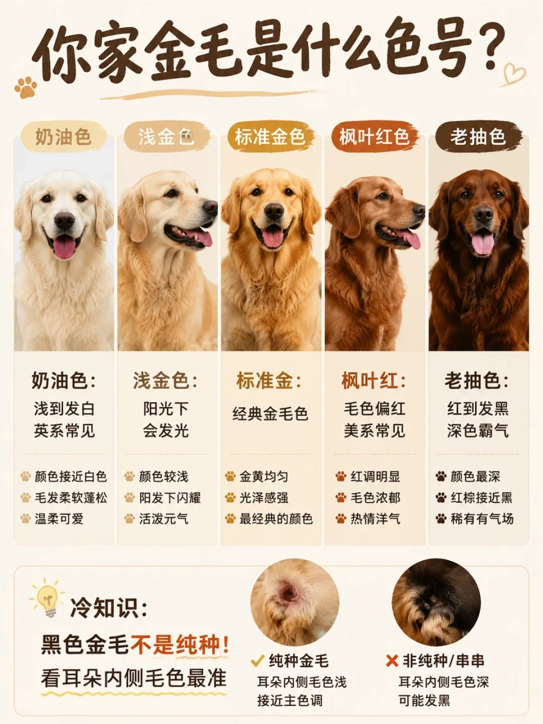 80块的金毛和118万的金毛,是同一个品种:买狗前先看透这四档定价