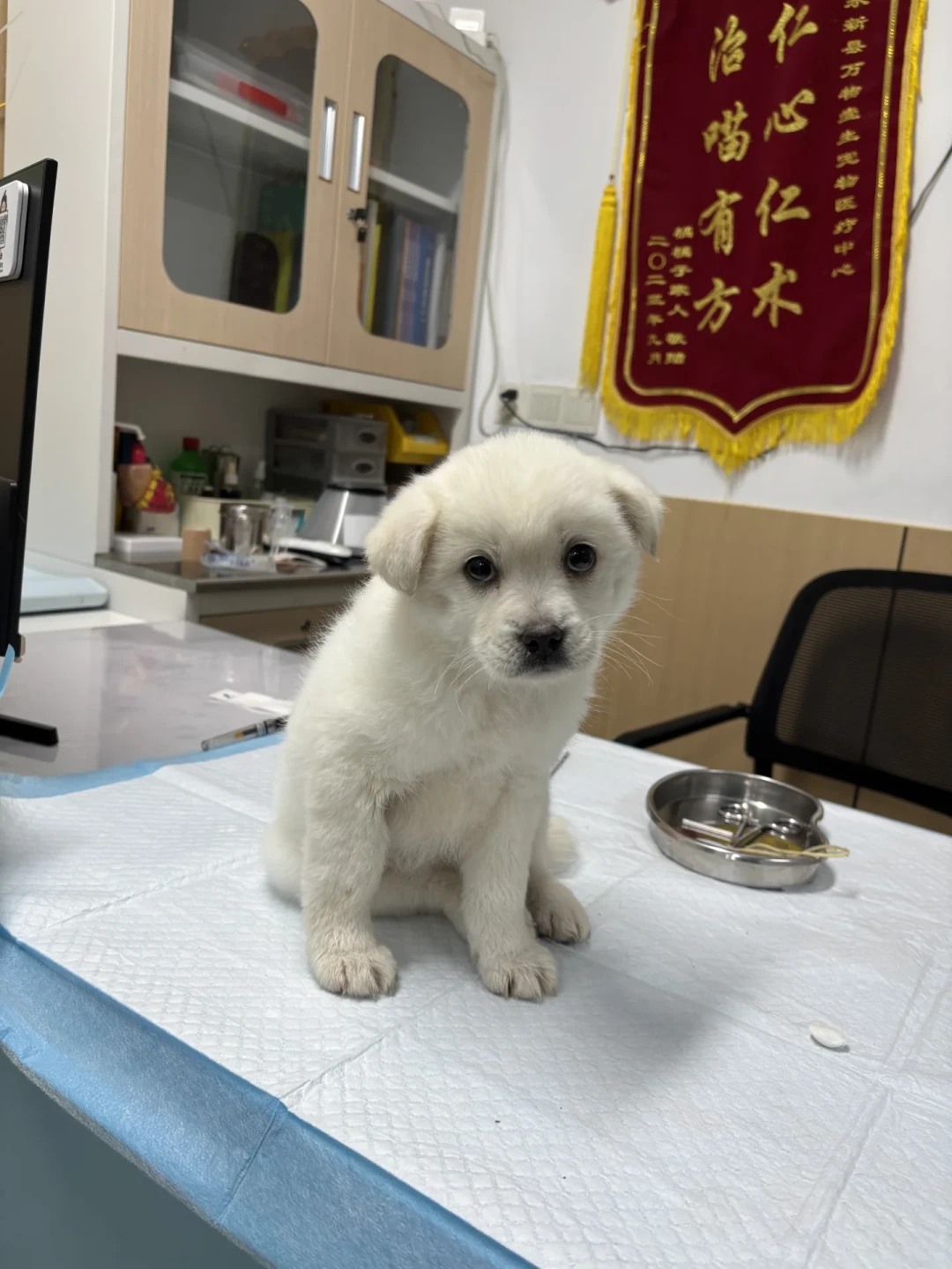 80块的金毛和118万的金毛,是同一个品种:买狗前先看透这四档定价
