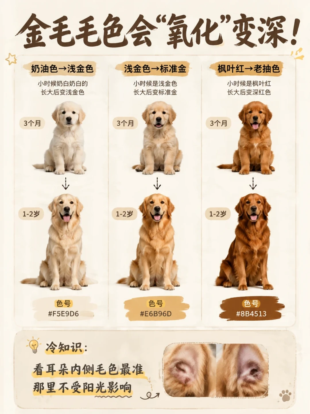80块的金毛和118万的金毛,是同一个品种:买狗前先看透这四档定价
