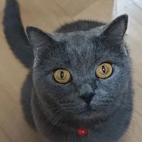 「花800买蓝猫被骗了」两连刷屏：我拼完9月猫市报价、评论区报价值和两例重症记录，蓝猫的价格底确实崩了，但便宜猫的真实账单藏在买价后面