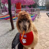西安狼外婆童梦王国游玩指南
